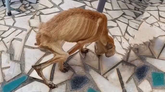 3 Years After His Owner Moved Away, the Loyal Dog Still Waits Alone... -  YouTube