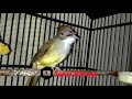 Cucak Jenggot Ngepik Isian Lovebird Ngekek Cucak Jenggot Jantan Gacor Full Kasaran Mp3 - Mp4 Download