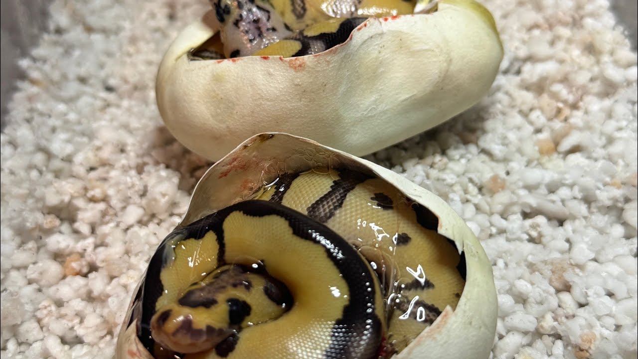 Egg cutting(ish) and update! 