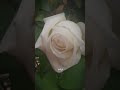 وهجرت بعض احبتي طوعا لانني رايت قلوبهم تهوا فراقي اناشيد اسلاميه اكسبلور تصويري