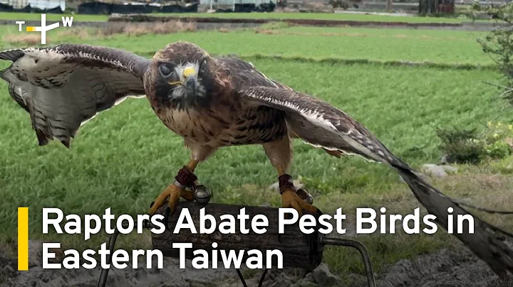 Raptors Help East Taiwan Farmers Scare Off Crop-Eating Birds | TaiwanPlus News - DayDayNews
