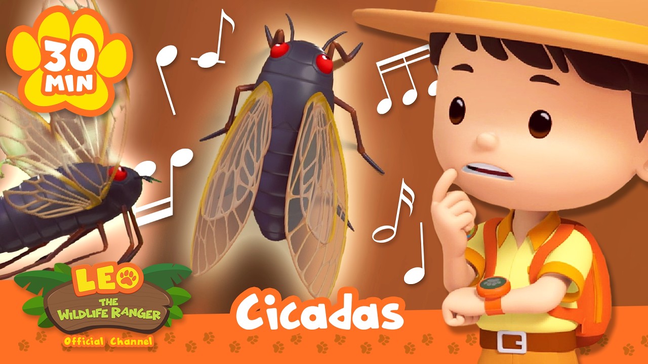 Meet Nature's Greatest Musician, the Cicada! | Leo the Wildlife