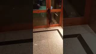 dog asks open door perro pide abrir puerta