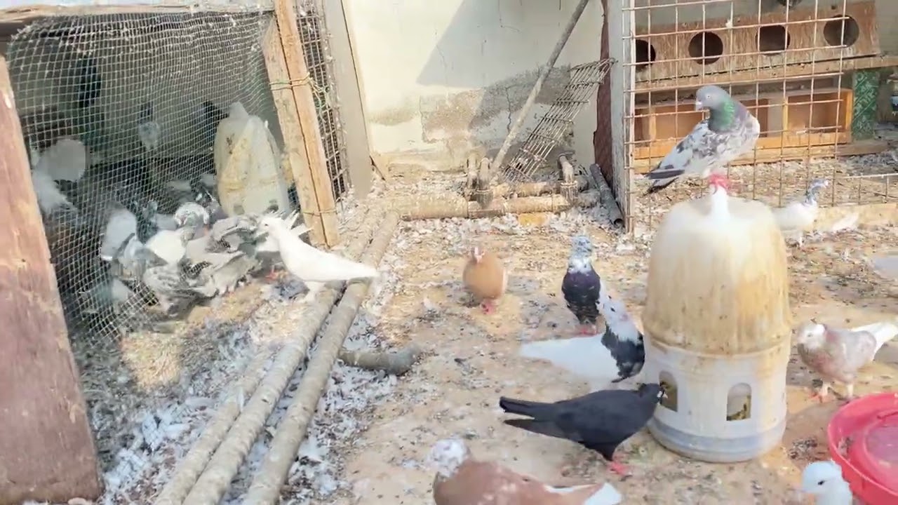 جولة عند الحمام ❤️ ترتيبات جديدة 😍