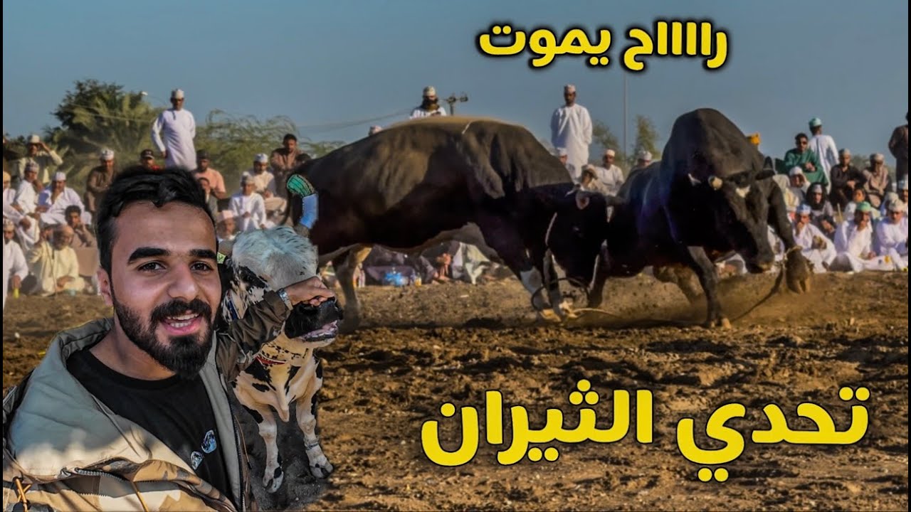 أغرب مصارعة ممكن تشوفها في دولة عربية مصارعة الثيران 🇴🇲