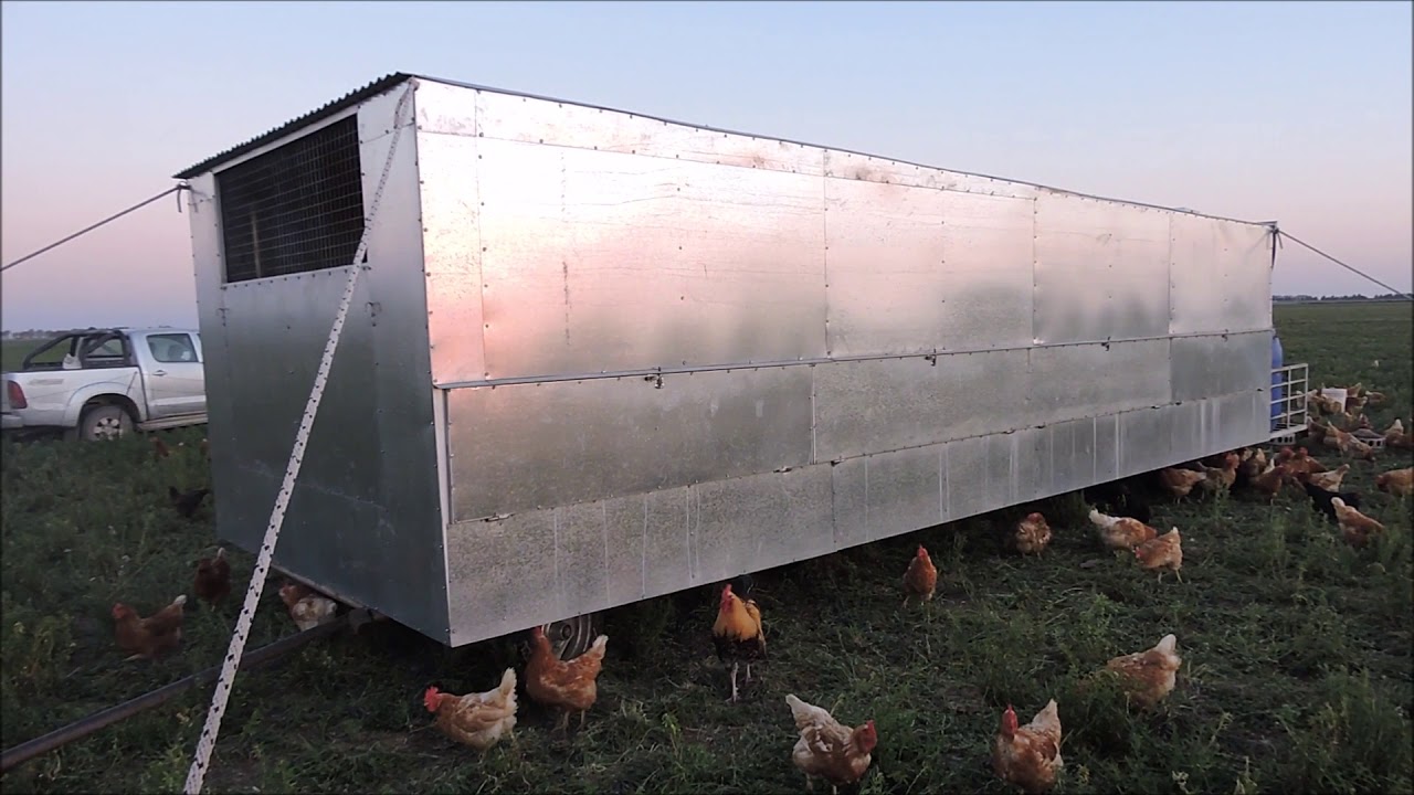 Resumen capitulo gallinas en pastoreo -  La Ganadería paralela