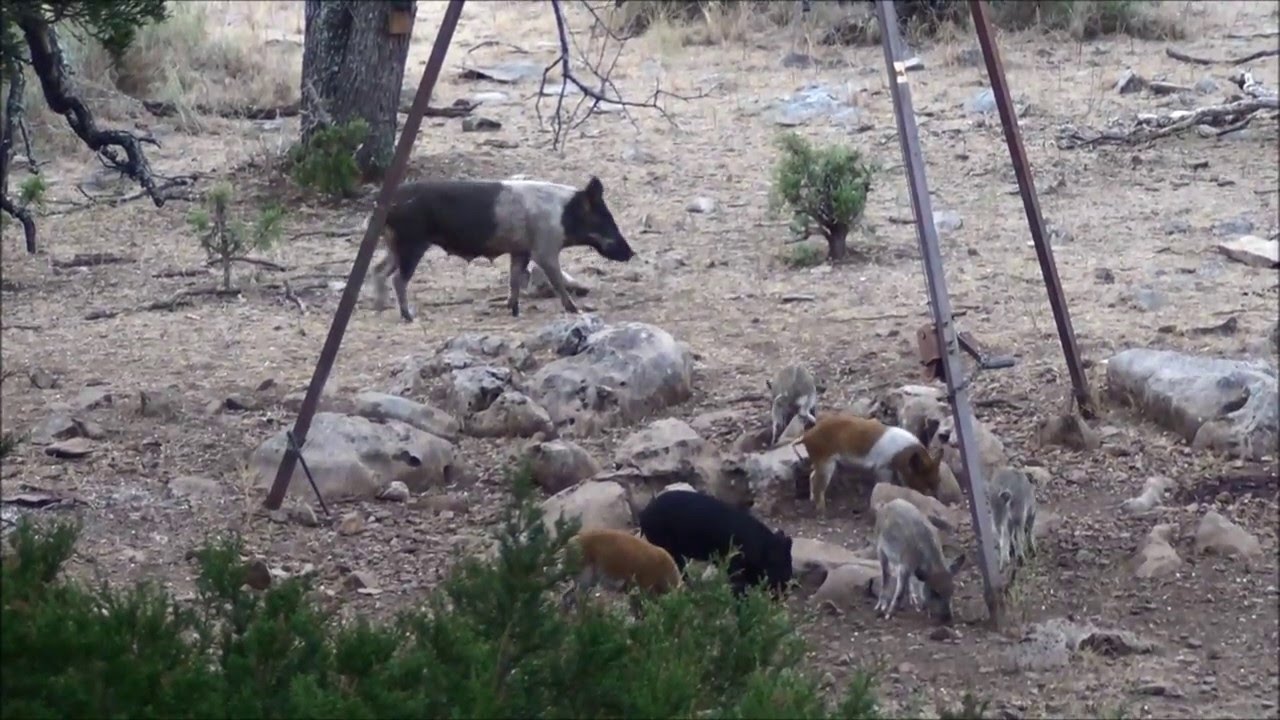 San Saba Texas hog hunt, October 2015 YouTube