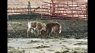 Newborn Calves Taking Charge Until Mama Steps In