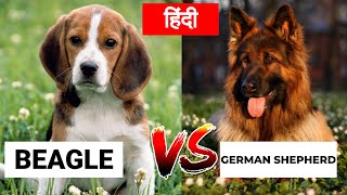 beagle in hindi