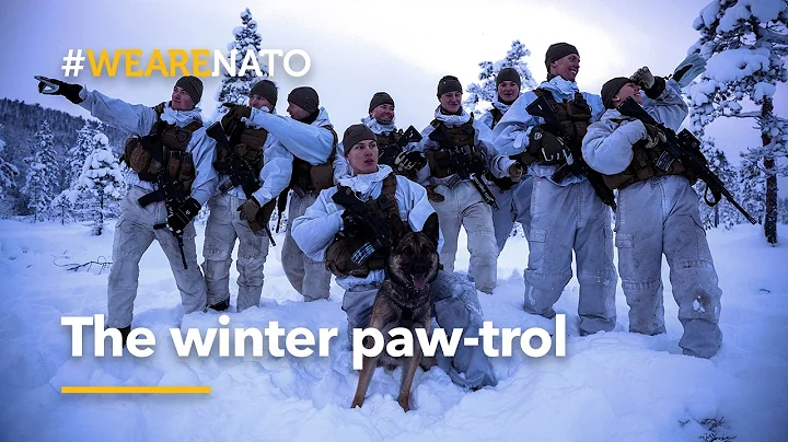 The winter paw-trol 🐾  | NATO end of year video 2025