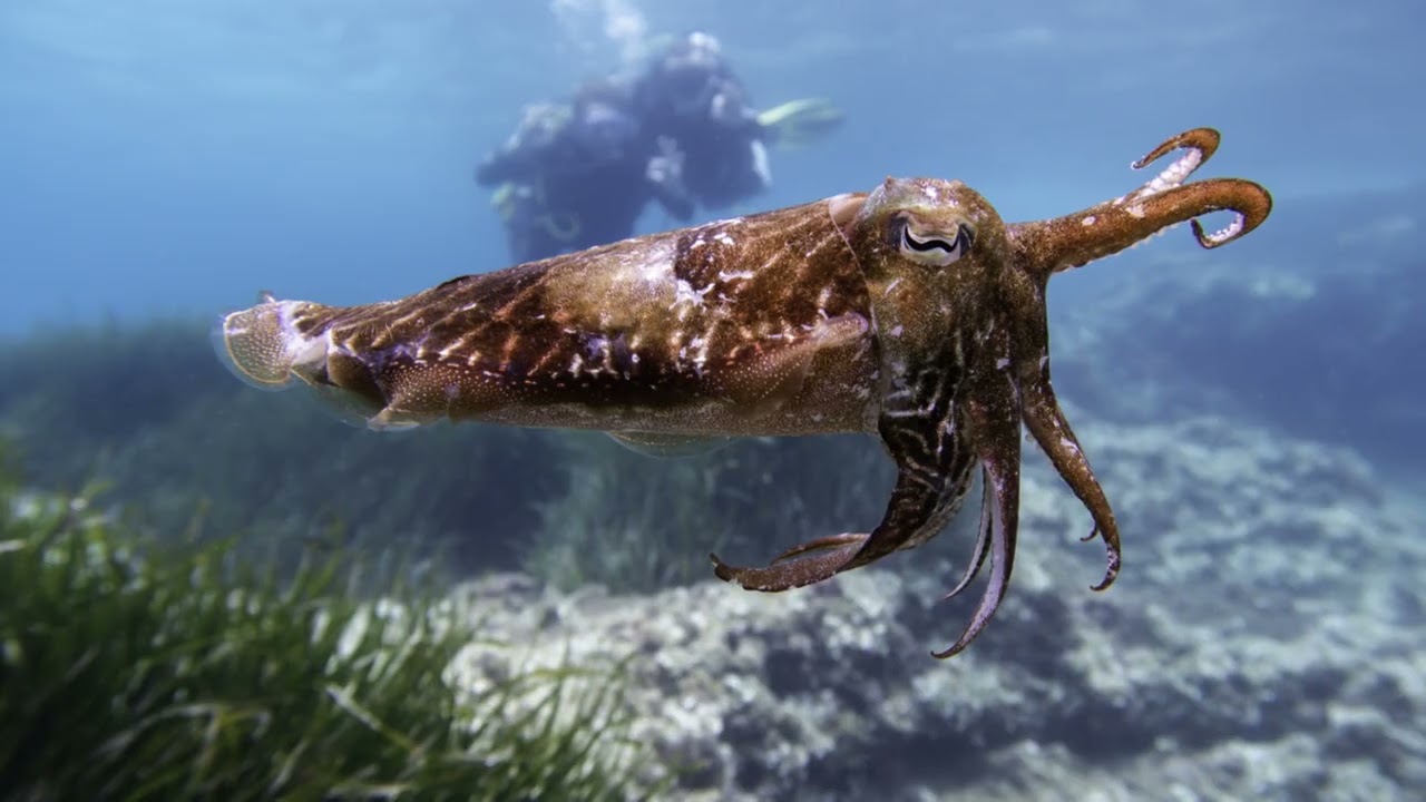 Amazing Facts About Cuttlefish You Didn't Know !