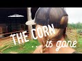 The Corn Is Gone