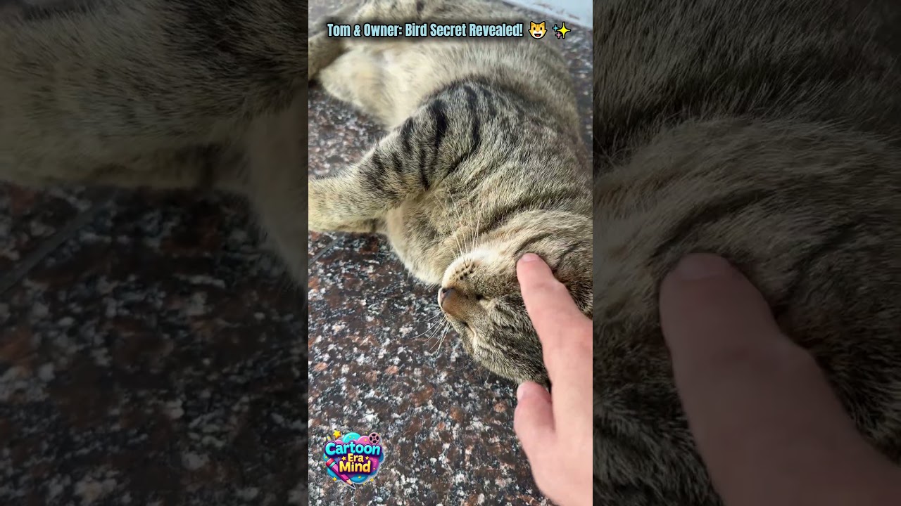 Tom and the Hidden Clues | Tom & Owner: Secrets of the Bird Chick 🐾✨