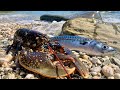 Beach Cook up - Lobster and Mackerel - Fishing and Underwater footage