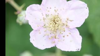 Chinukulaa Raali , Nadulugaa Saagi - Naalugu Sthambalata - Naresh, Poornima, Pradeep,Tulasi