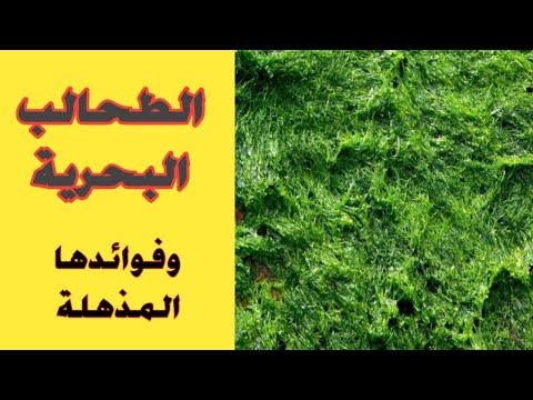 الطحالب البحريه مكوناتها أهميتها للنبات زتونة زراعية محمد هنداوي