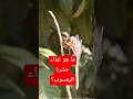 اليعسوب ما هو غذاء حشرة اليعسوب قناة من الطبيعة اليعسوب حشرات Nature 
