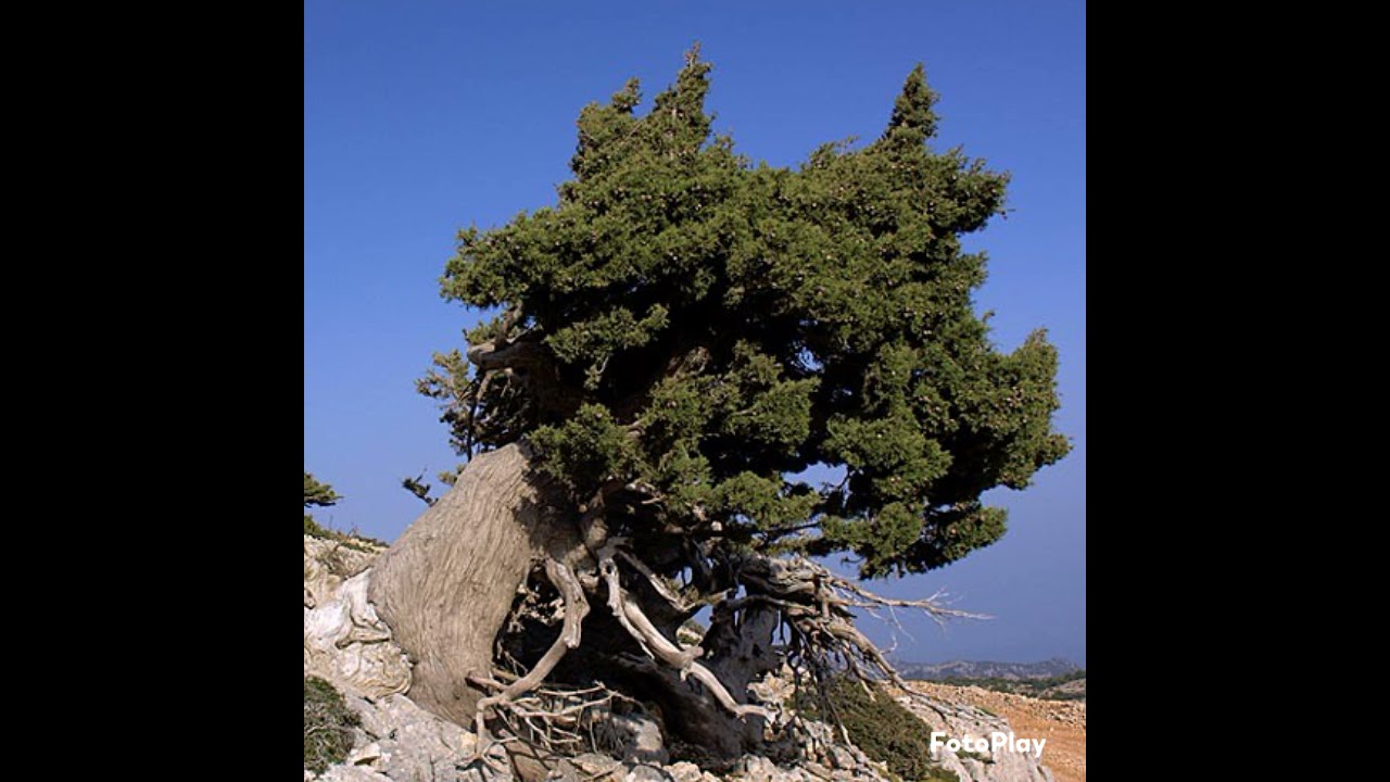 Ριζίτικη παρέα Λαογραφικού ομίλου Χανίων:Έχετε γειά βασιλικοί καί βιόλες ανθισμένες....