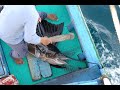 台灣東部海域_鏢刺漁法_曳繩釣_獵捕雨傘旗魚與鬼頭刀Traditional harpoon and trolling fishery caught sailfish and mahi mahi