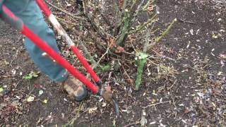 How To Trim Knock Out Roses For The Winter