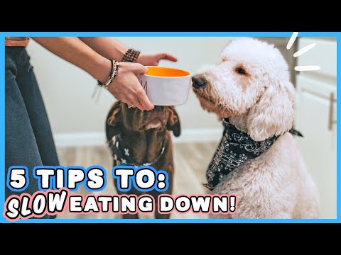 YOUR DOG IS EATING TOO FAST 😦 🐶 How to slow your dog down, EASILY!