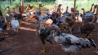 Frangos com ótimo desenvolvimento, alimentação e limpeza na parte da manhã.
