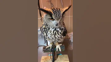 ФИЛИН ВАРЯ, сколько весит?