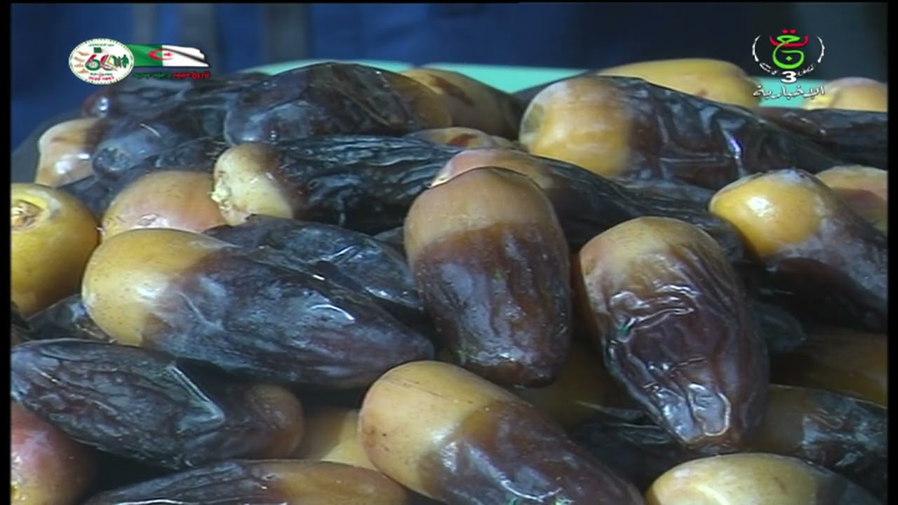 ورقلة - فلاحة/ تقنيات حديثة للسقي.. تحقيقا للوفرة و النوعية