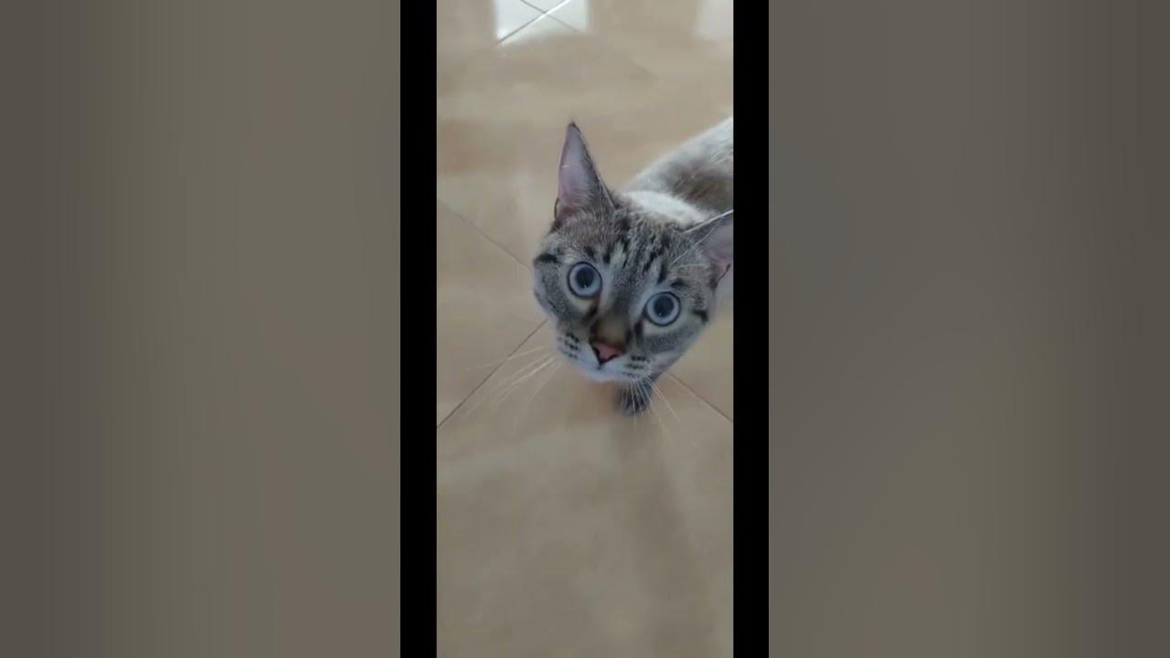 Кот говорит:» МАМА»!! Cat say:” MAMA”!! - YouTube