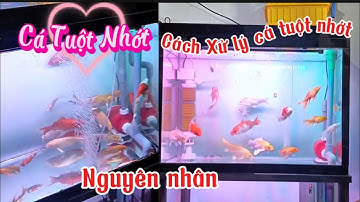Cá Koi Bị Tuột Nhớt + Sốc Nước - Nguyên Nhân Và Cách Xử Lý Cứu Đàn Cá | Nhân Vlog 1989.
