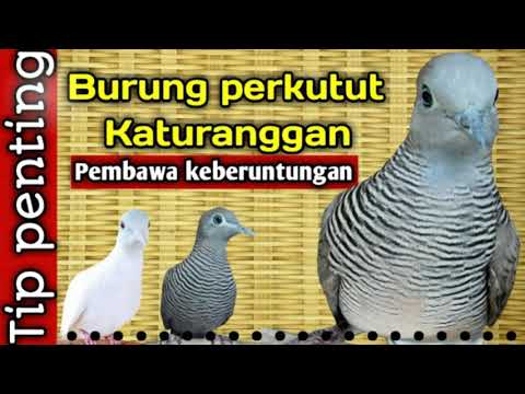 Видео: Финч шувууд: агуулгын онцлог шинж чанарууд