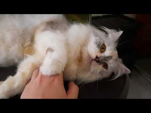 Video: Pagbubuntis Ng Cat: Paano Masasabi Kung Ang Iyong Cat Ay Nagbubuntis At Higit Pa