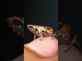 Madagascar&#39;s MINI Frogs