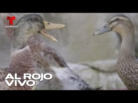Video: ¿Pueden hablar los patos almizcleros?