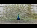 Peacock Display Up Close