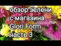 обзор зелени с магазина Glori Form часть 3