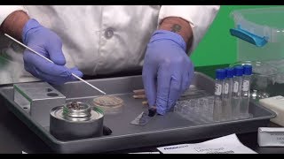 Microbial smear and heat fix lab video for online BIOL 222