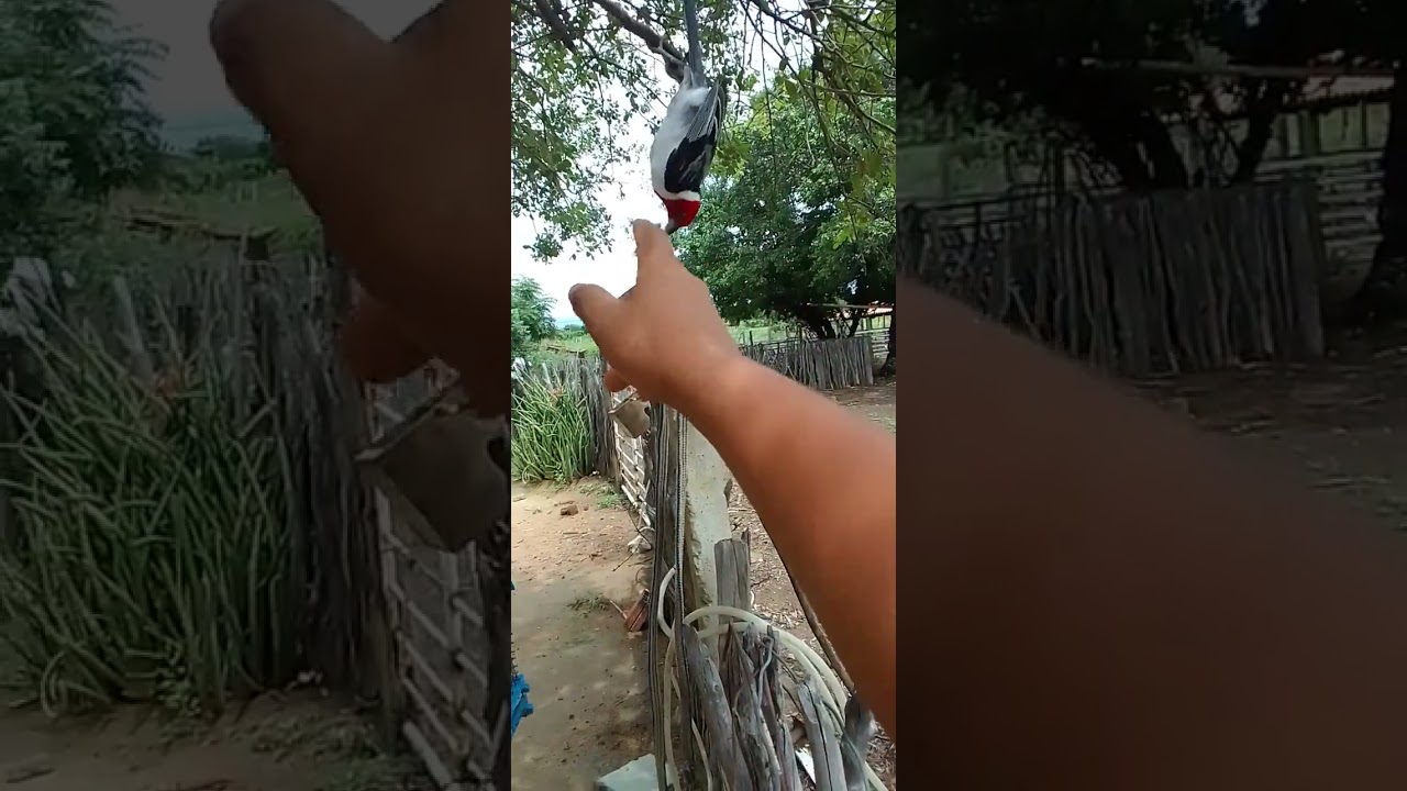 pega de galo de Campina no Visgo