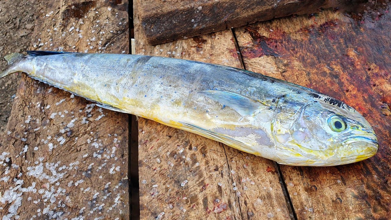 Mahi Mahi Fish Cutting in Sri Lanka Fresh Dolphin Fish Cutting into