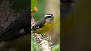 Bananaquit Bird Call #shorts