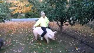 Hog Ridin