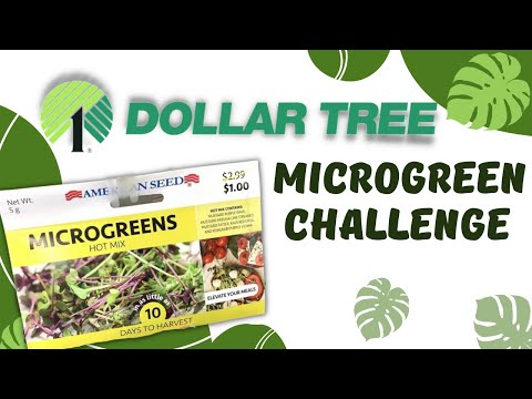 DOLLAR TREE MICROGREEN CHALLENGE