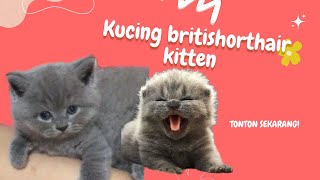 kucing britishshorthair lucu gemuk by Vinscaara 2,850 views 1 year ago 10 seconds