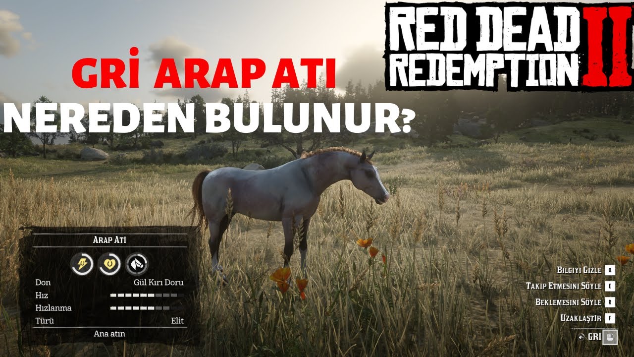 RDR2 Red Dead Redemption 2 GRİ ARAP ATI NASIL BULUNUR? 5. ARAP ATI