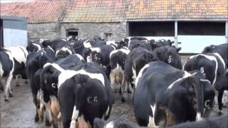 bringing the cows round for milking from their winter housing