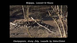 Lac Joly Et Champignons Du Bois De Lauzelle, Louvain - La - Neuve, Lln, Central Belgium,