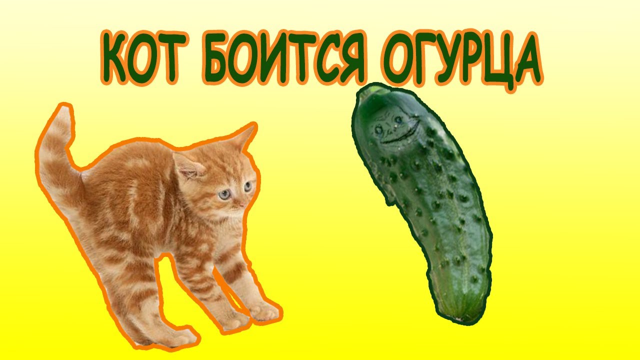 Огурец коту можно