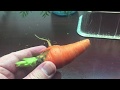 Hydroponic carrot  will it kratky