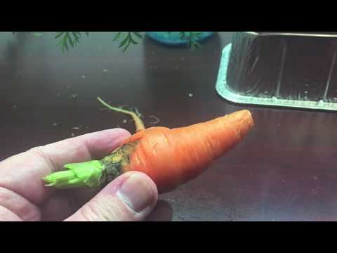 Hydroponic Carrot - Will it Kratky?