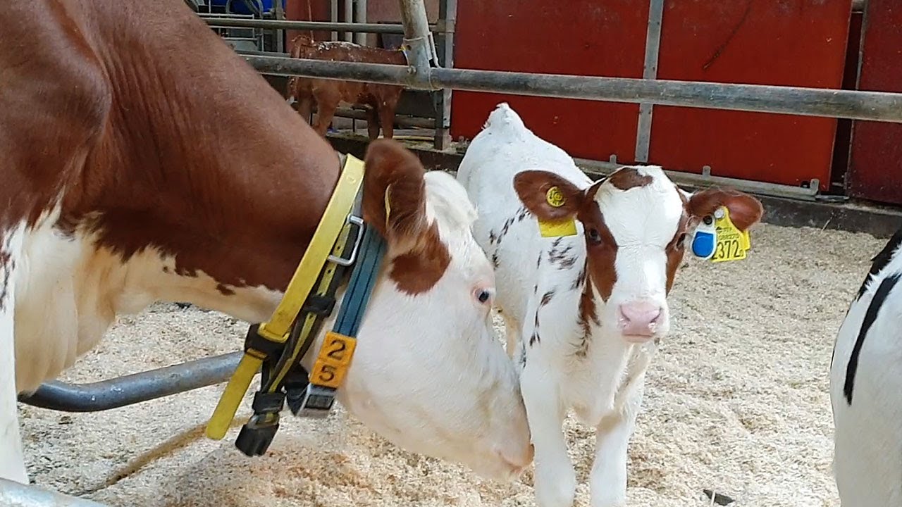 Cow And Calf Together Externwebben